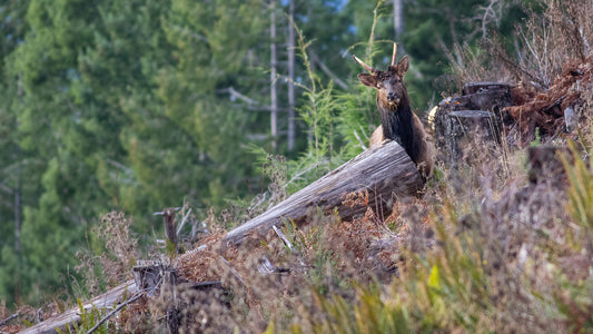 The Roosevelt Elk of Vancouver Island
