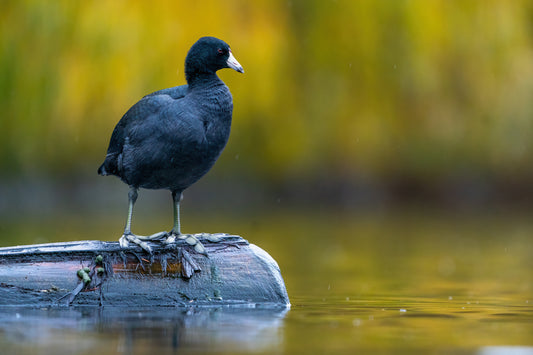 American Coot on a Log