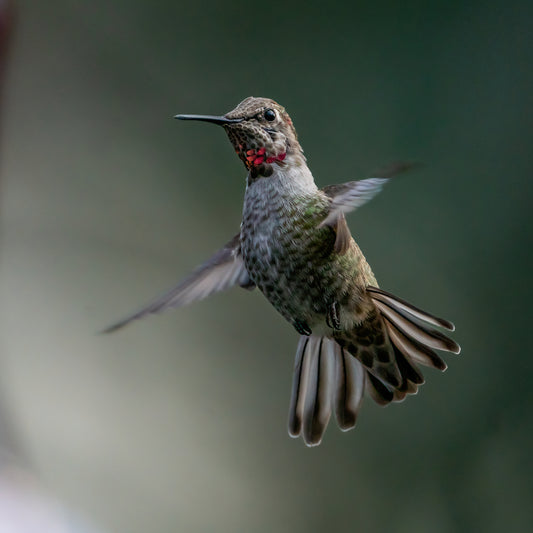 Annas Hummingbird in Flight