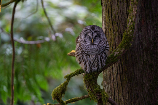Barred Owl Wink