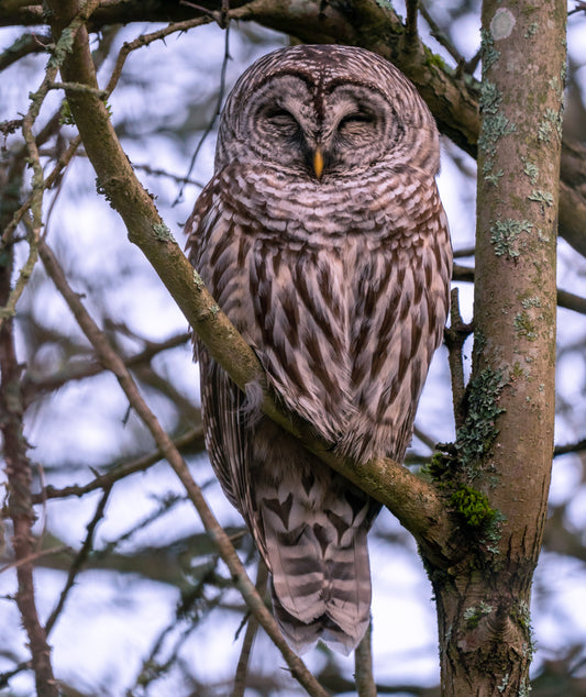 Barred Owl Napping