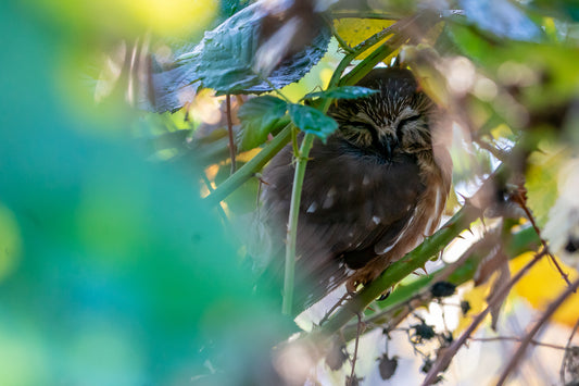 Napping Saw-whet Owl
