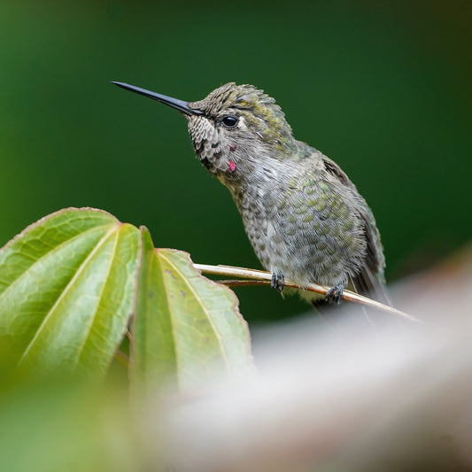 Juvenile Annas Hummingbird