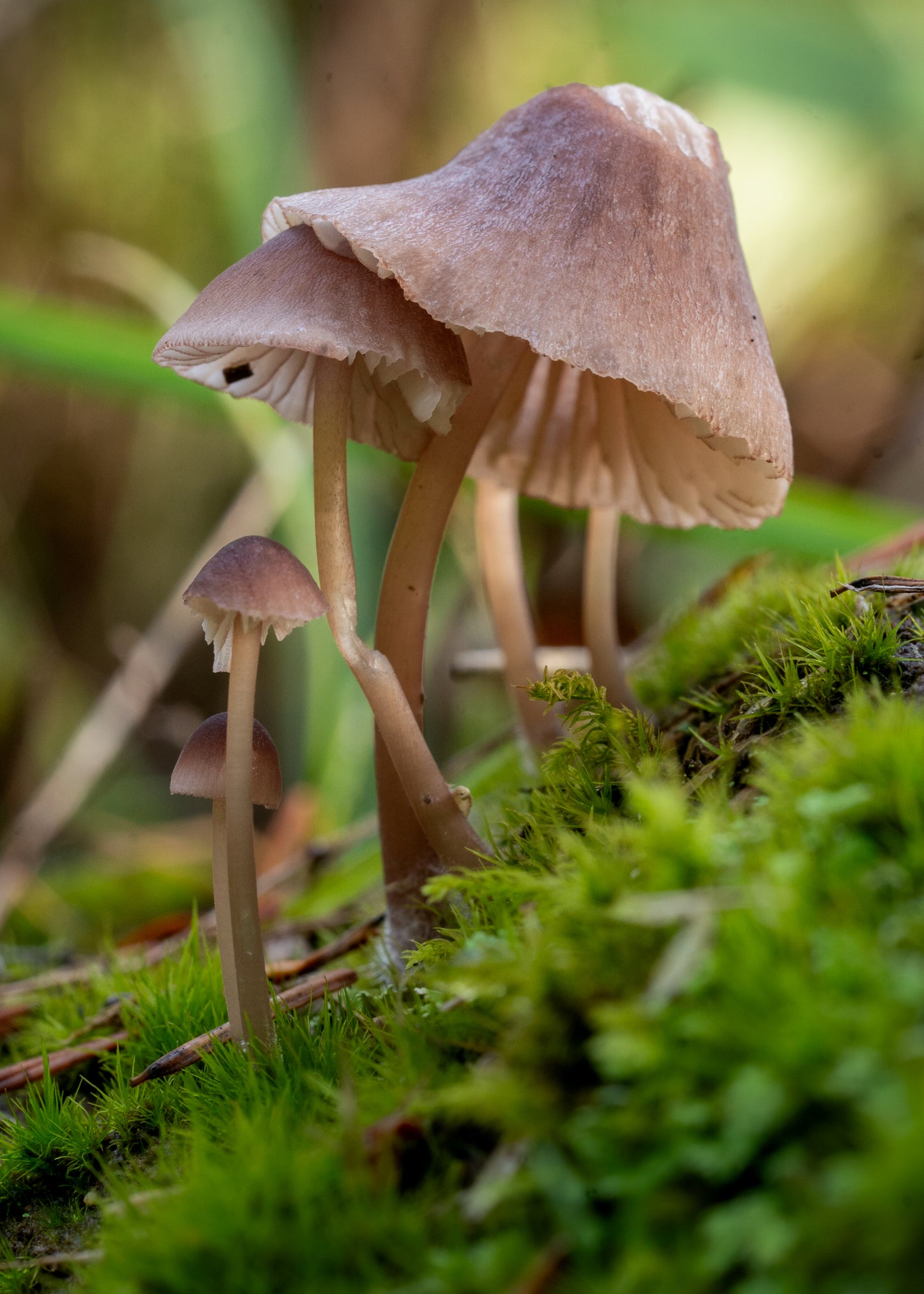 Mushroom Hug