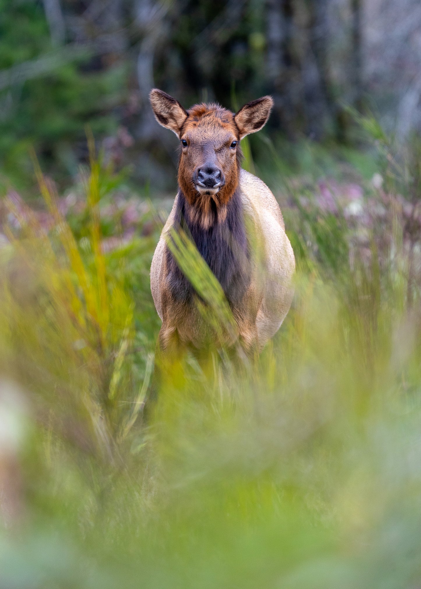 Female Roosevelt Elk