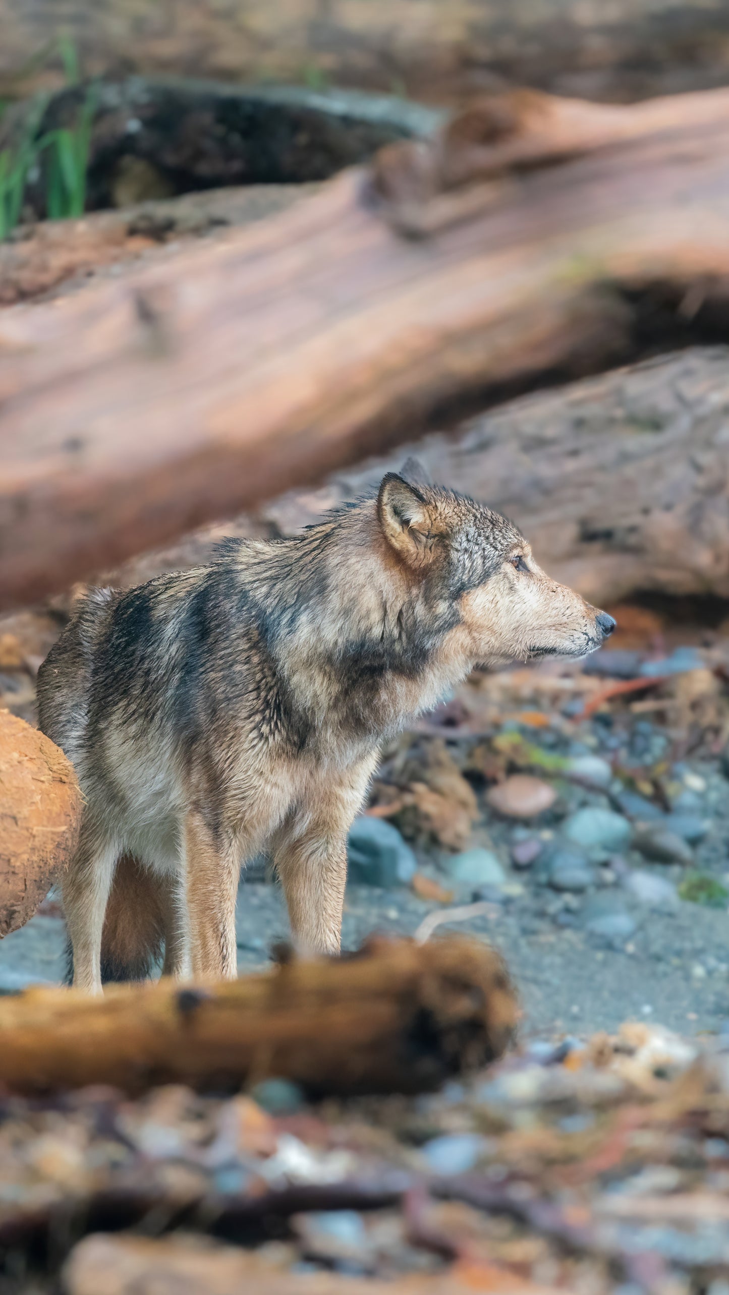 Coastal Wolf