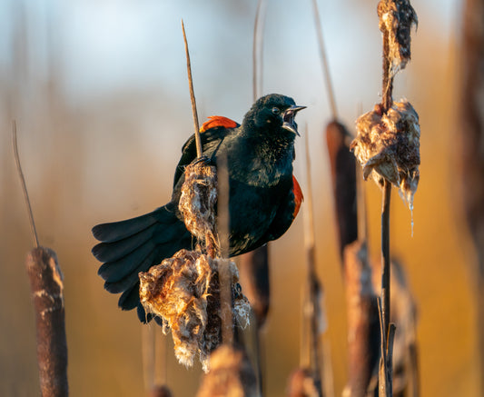 Red Winged Blackbird Singing in the Morning