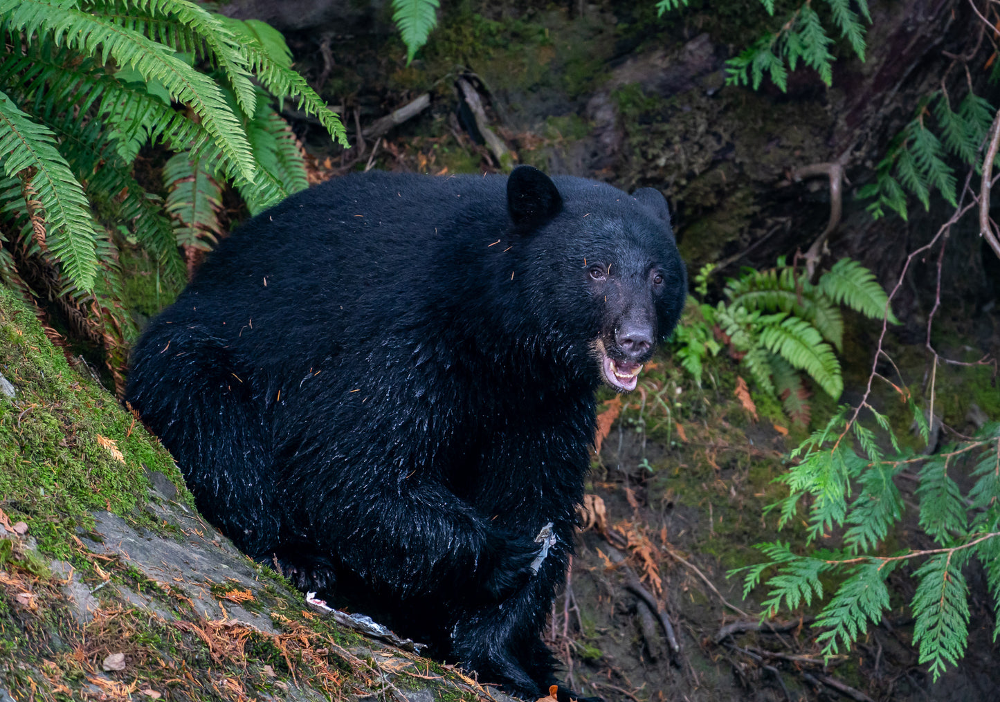 Happy Bear