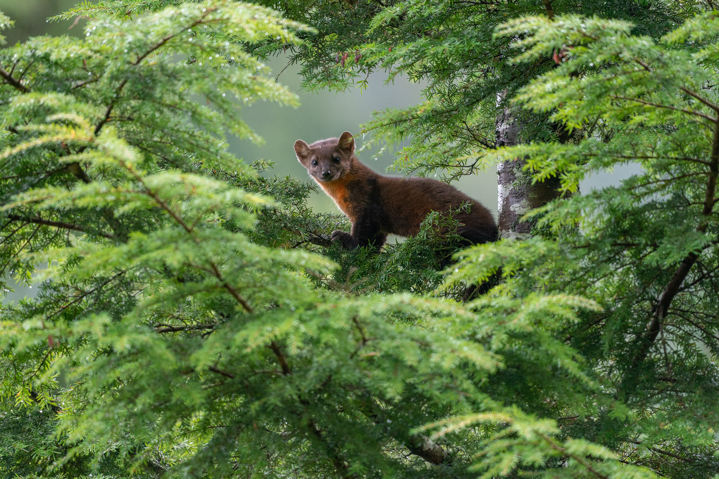 Pine Marten in the Treetops