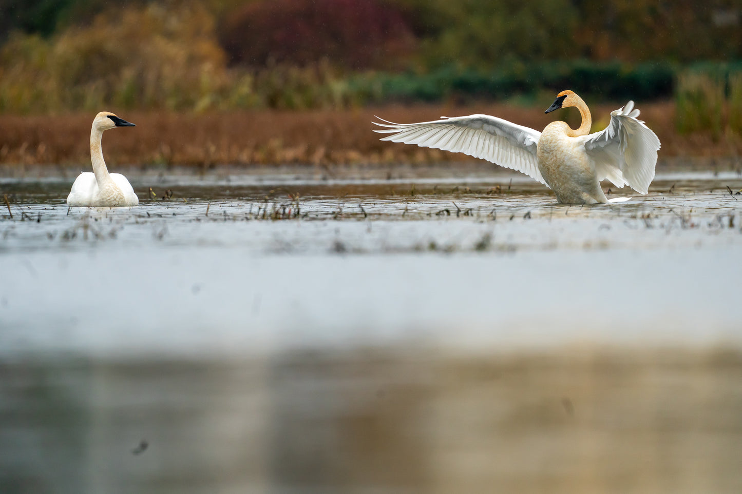 Trumpeter Swans