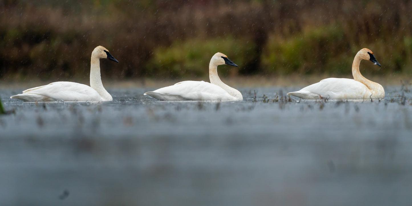 Swans in a Row