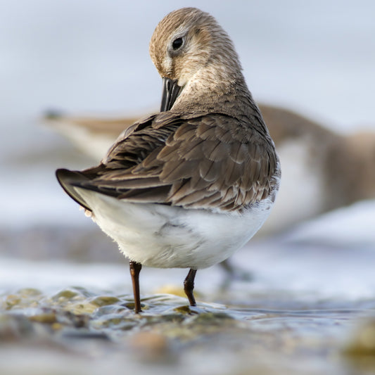 Dunlin Preening