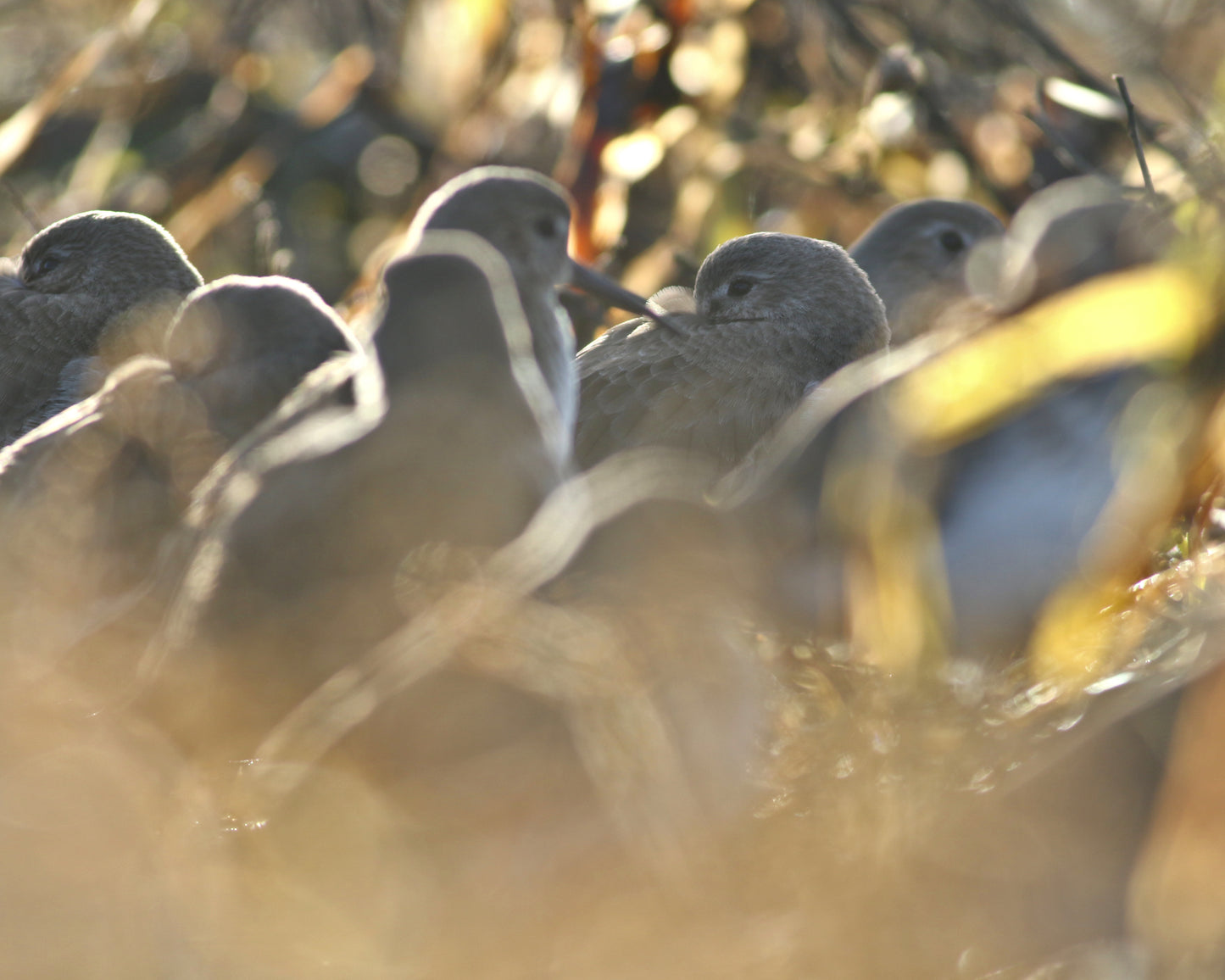 Dunlin in the Sunrise