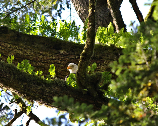 Eagle in the Canopy