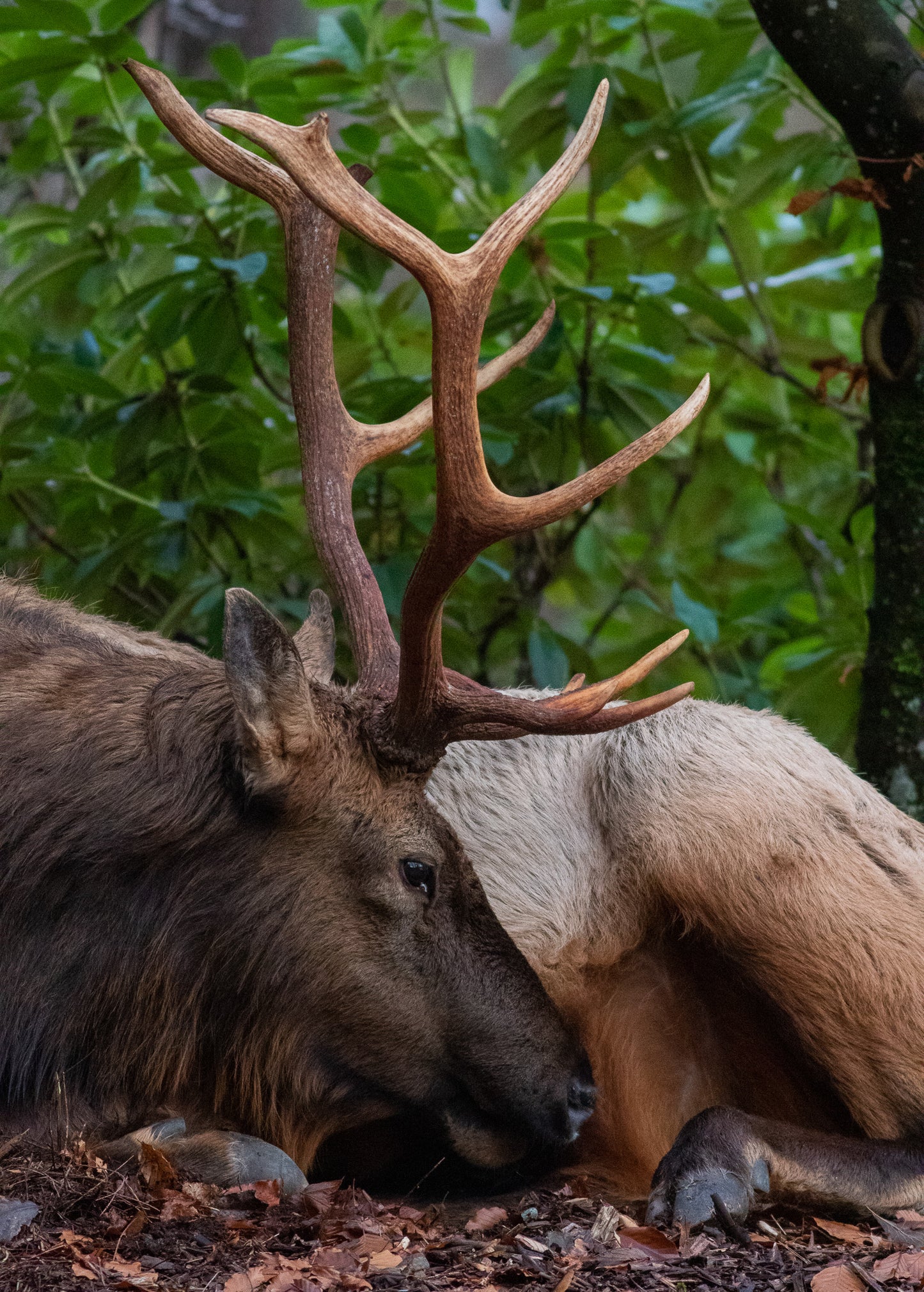 Resting Bull Elk