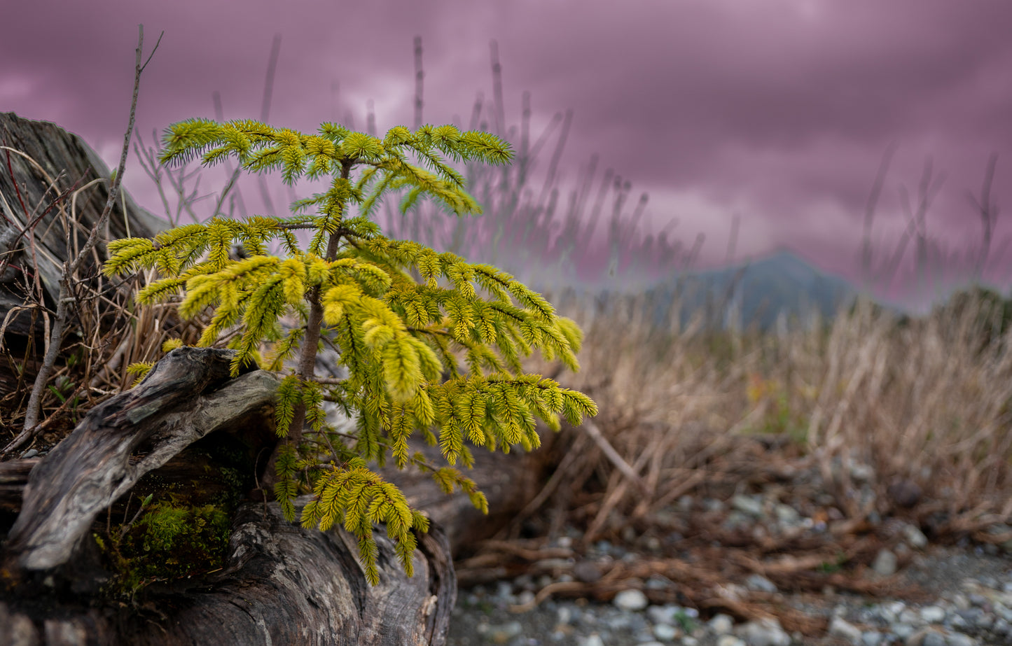 Golden Spruce Sapling