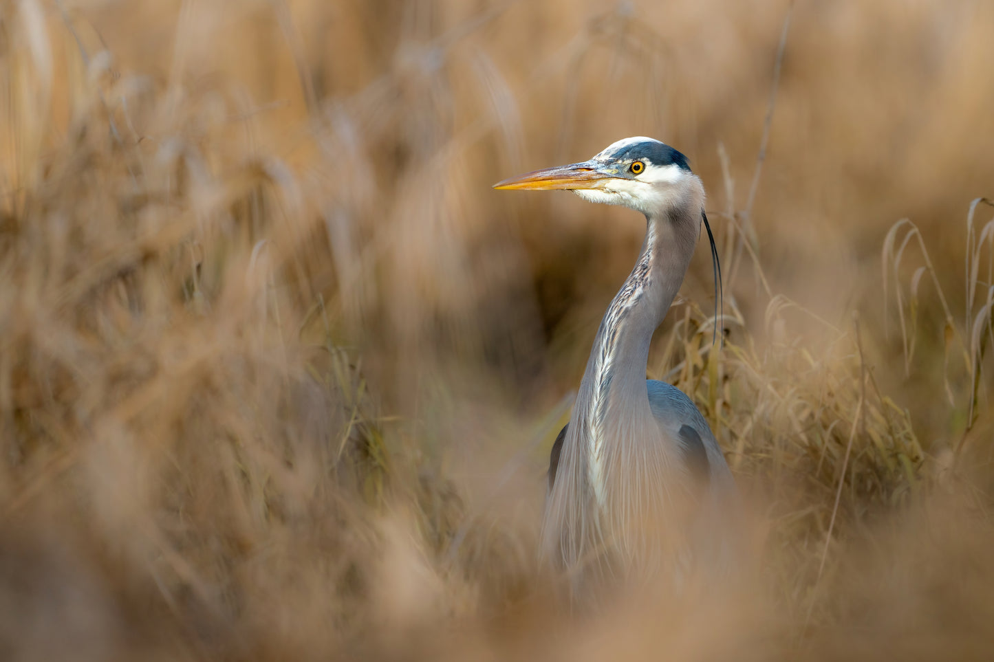 Great Blue Heron Amongst Grasses