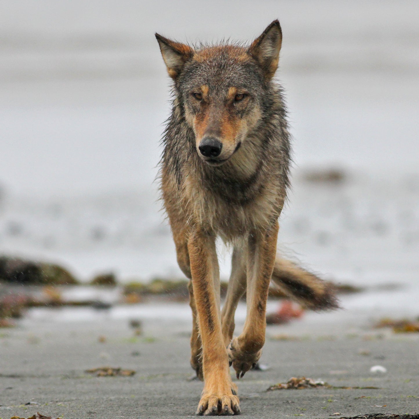 Intertidal Coastal Wolf