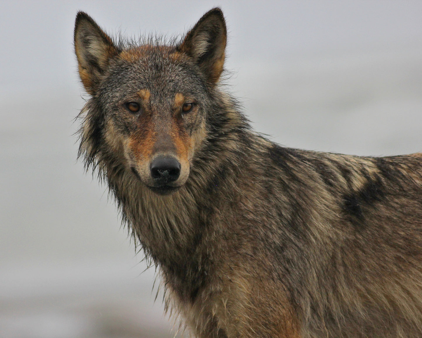 Mother Wolf Portrait