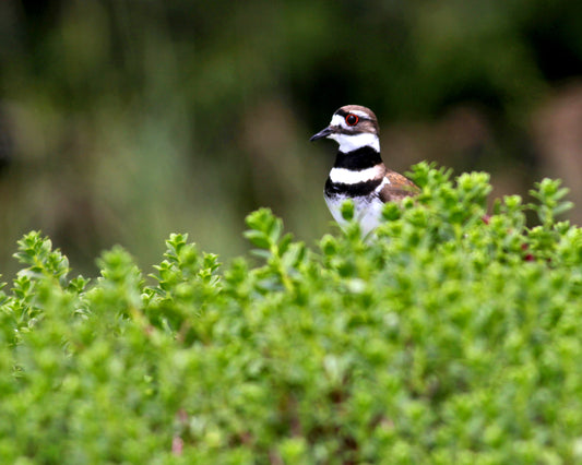 Killdeer on the Loose