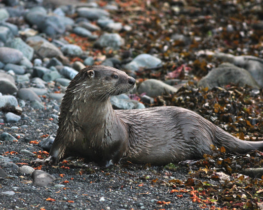 Reclining Otter