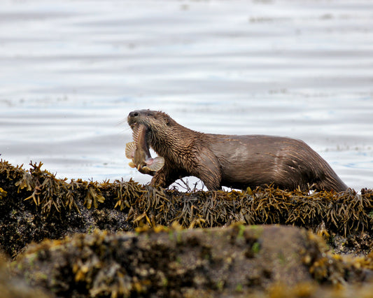 Otters Lucky Day