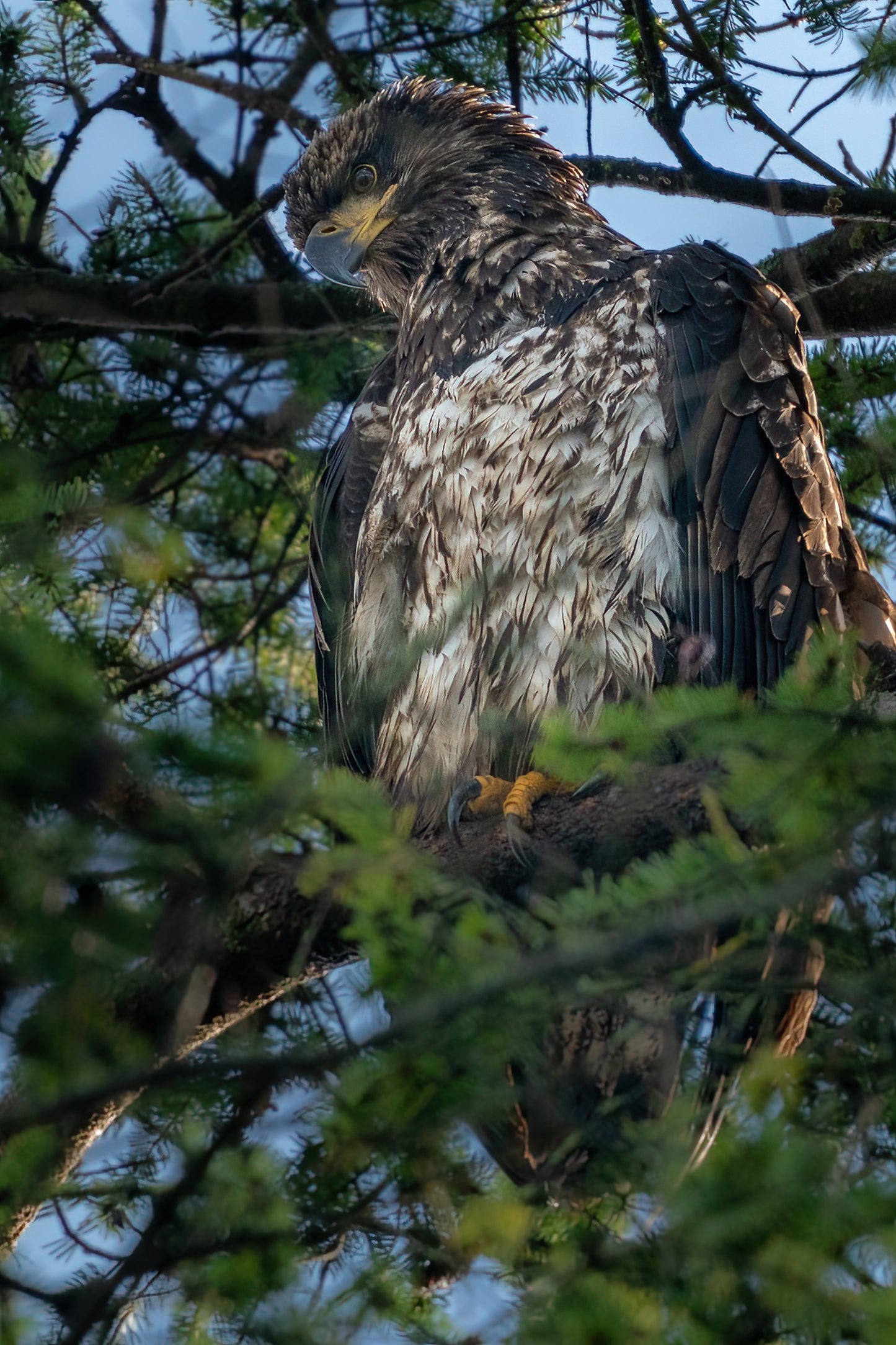 Juvenile Bald Eagle