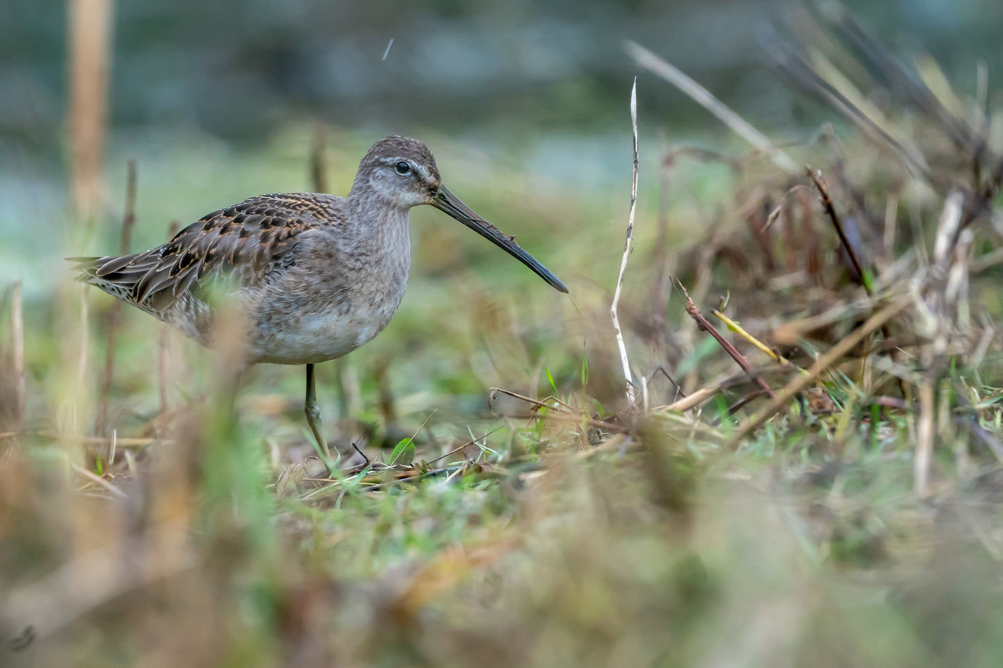 Long Billed Dowitcher