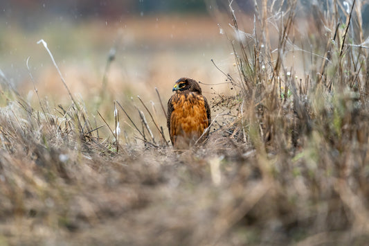 Northern Harrier Resting