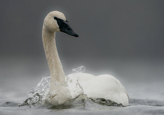 Trumpeter Swan